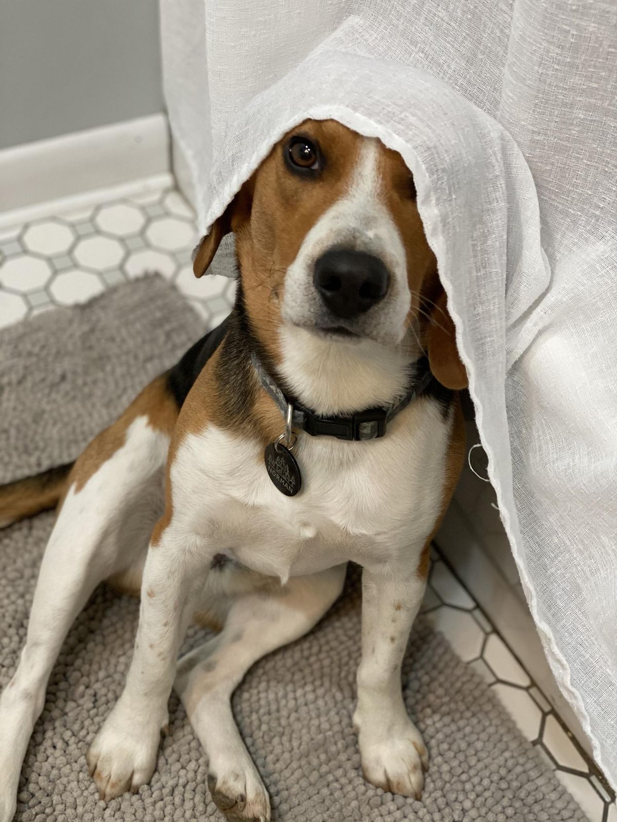Olive la beagle anxieuse sous un rideau